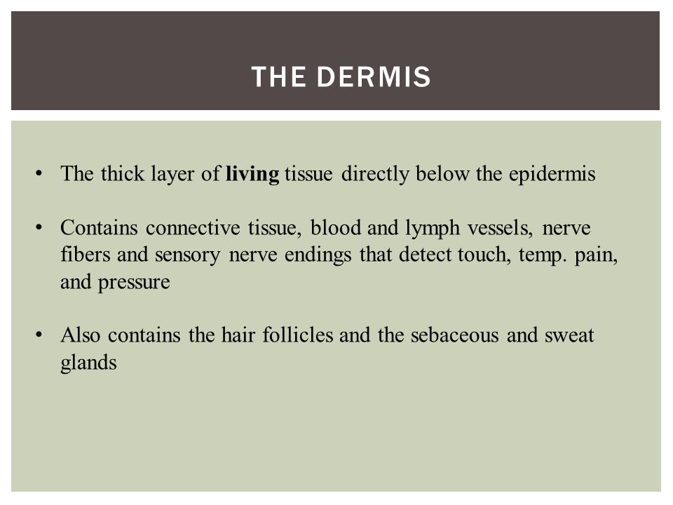 THE DERMIS The thick layer of living tissue directly below the epidermis Contains connective tissue, blood and lymph vessels, nerve fibers and sensory nerve endings that detect touch, temp.