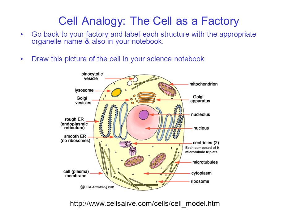 Cell Analogy: The Cell as a Factory Go back to your factory and label each structure with the appropriate organelle name & also in your notebook.