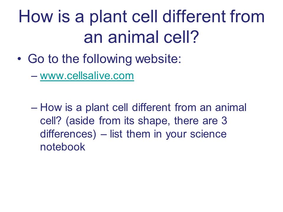 How is a plant cell different from an animal cell.