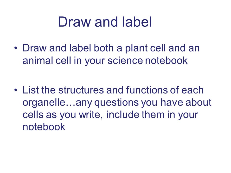 Draw and label Draw and label both a plant cell and an animal cell in your science notebook List the structures and functions of each organelle…any questions you have about cells as you write, include them in your notebook