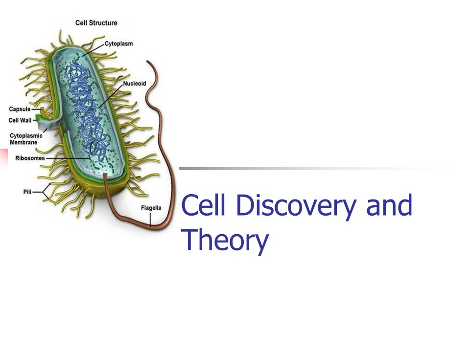 Cell Discovery and Theory
