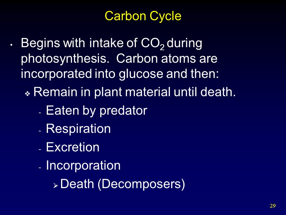 29 Carbon Cycle Begins with intake of CO 2 during photosynthesis.