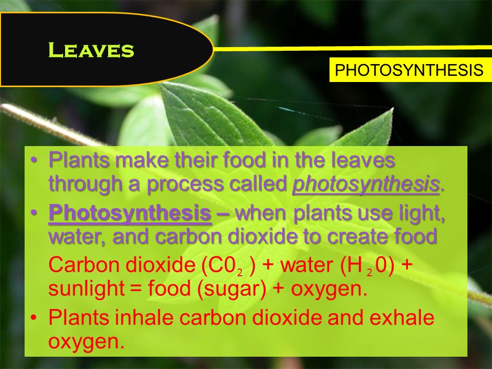 Plants make their food in the leaves through a process called photosynthesis.Plants make their food in the leaves through a process called photosynthesis.