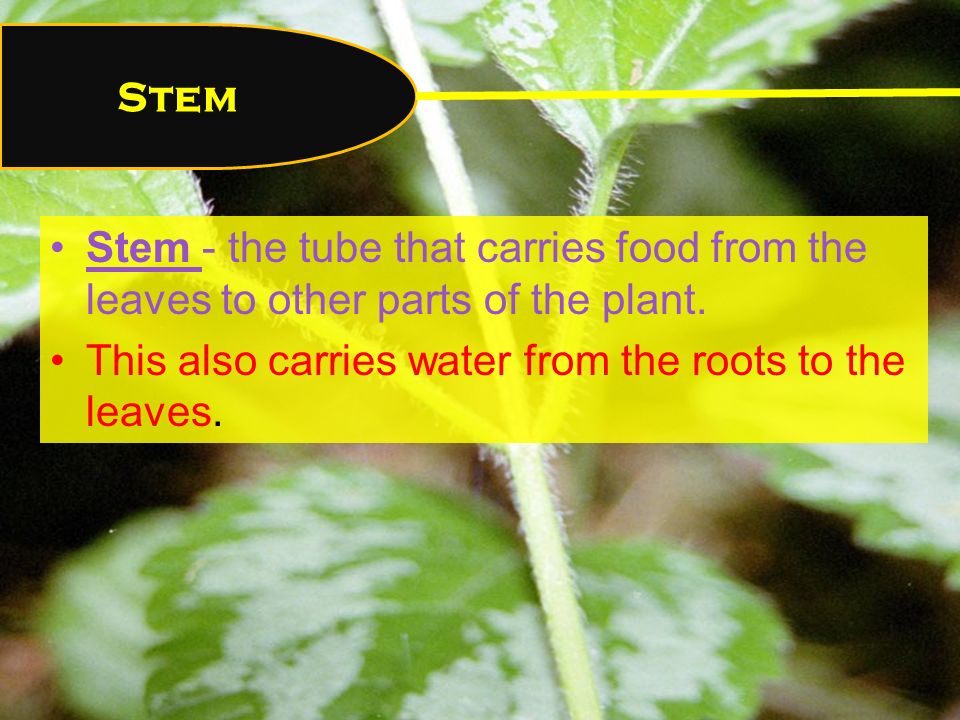 Stem - the tube that carries food from the leaves to other parts of the plant.