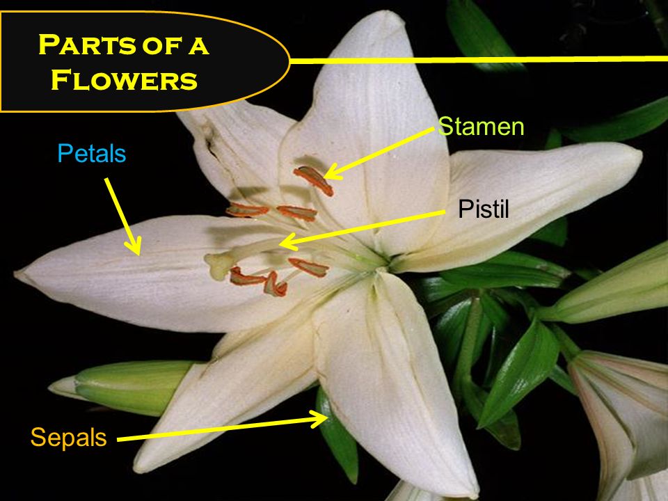 Parts of a Flowers Stamen Sepals Pistil Petals