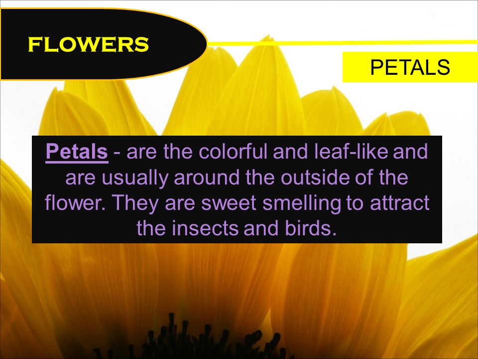 FLOWERS PETALS Petals - are the colorful and leaf-like and are usually around the outside of the flower.