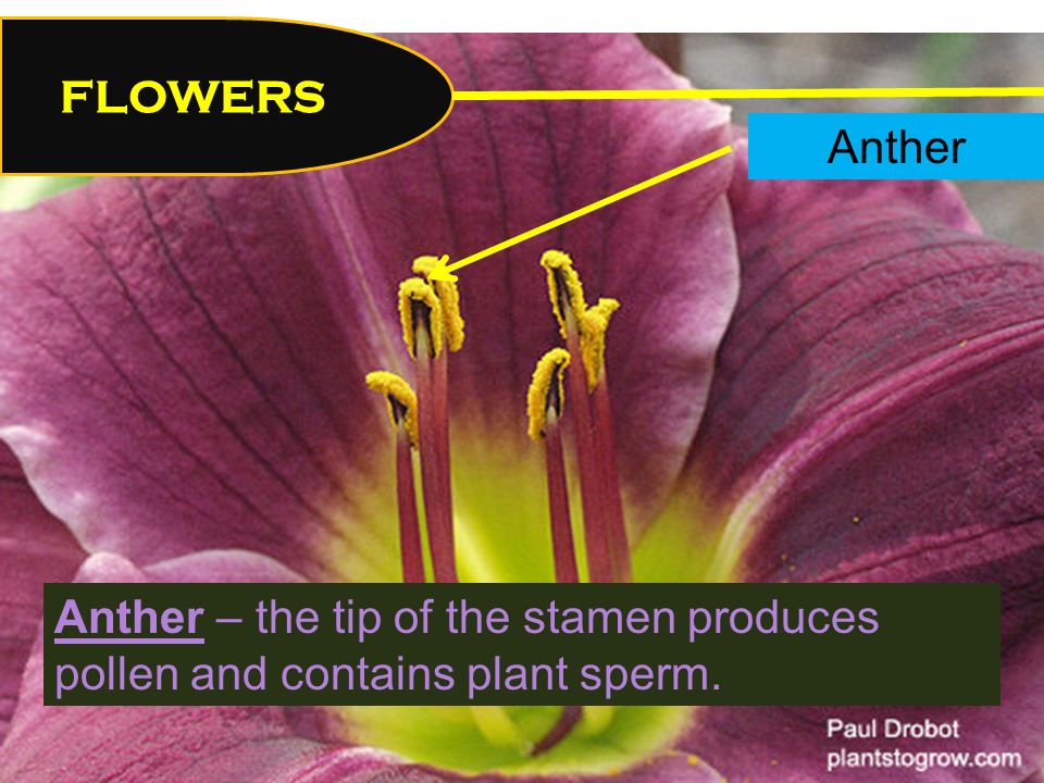 FLOWERS Anther – the tip of the stamen produces pollen and contains plant sperm. Anther