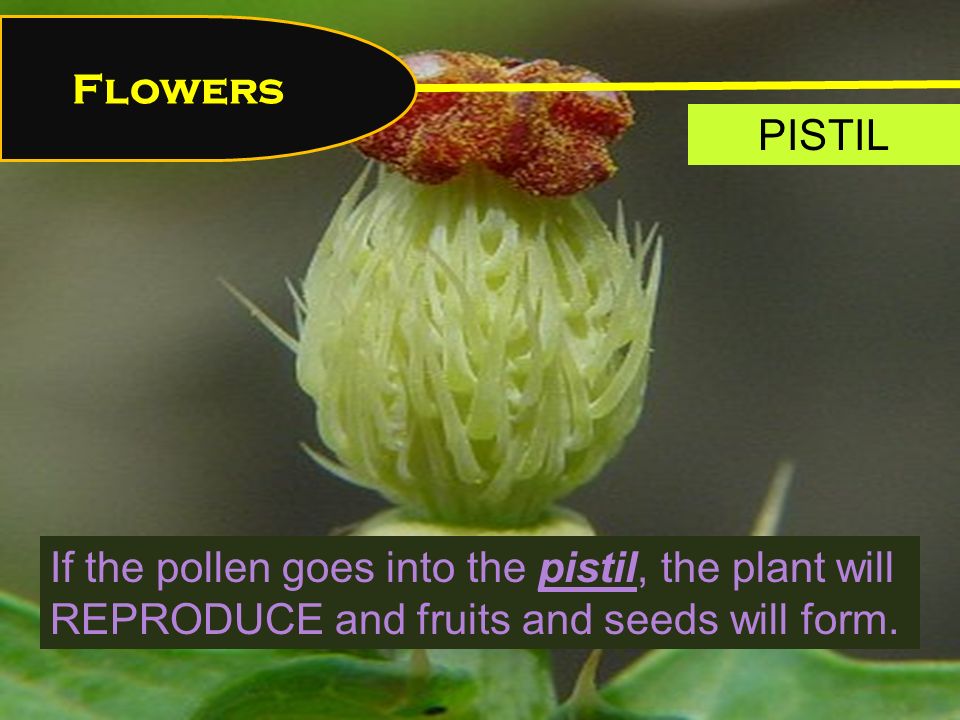Flowers If the pollen goes into the pistil, the plant will REPRODUCE and fruits and seeds will form.
