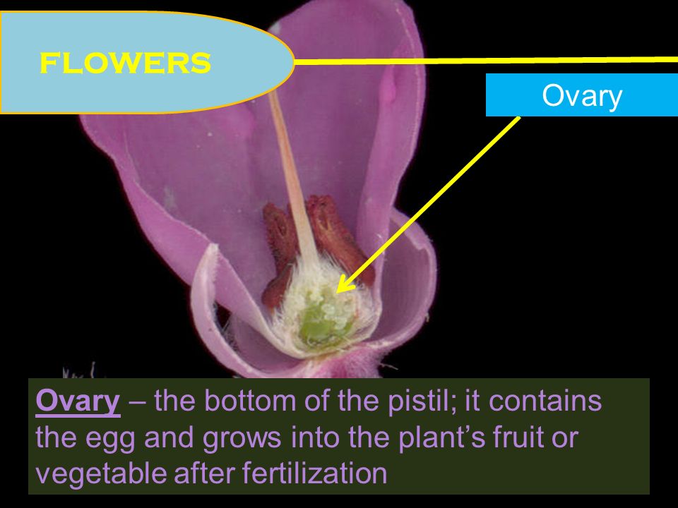 FLOWERS Ovary – the bottom of the pistil; it contains the egg and grows into the plant’s fruit or vegetable after fertilization Ovary