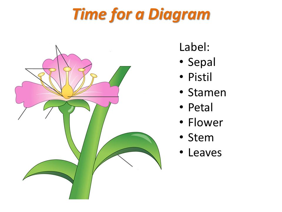 Time for a Diagram Label: Sepal Pistil Stamen Petal Flower Stem Leaves