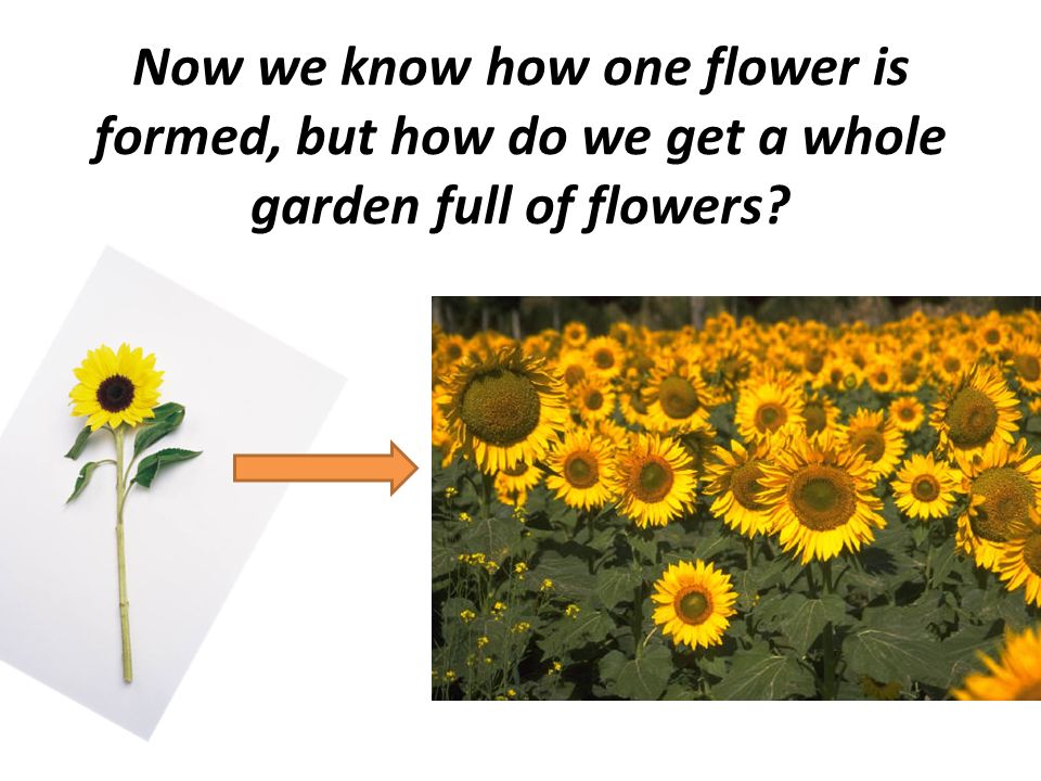 Now we know how one flower is formed, but how do we get a whole garden full of flowers