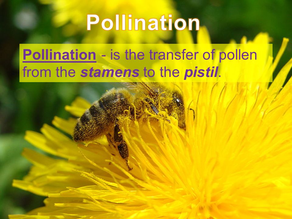 Pollination - is the transfer of pollen from the stamens to the pistil.