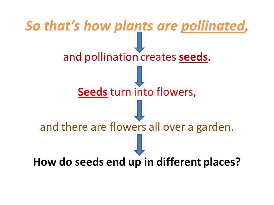 So that’s how plants are pollinated, and pollination creates seeds.