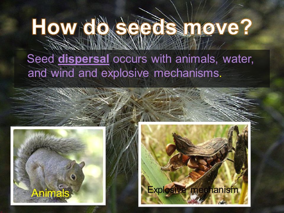 Seed dispersal occurs with animals, water, and wind and explosive mechanisms.
