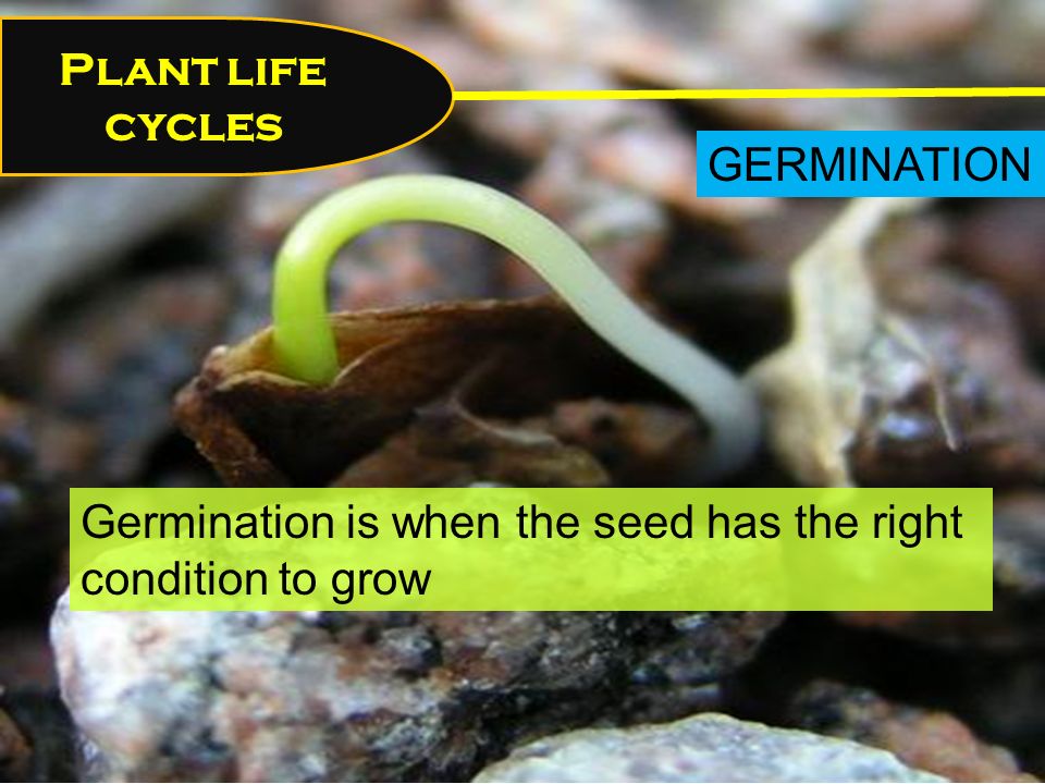 Germination is when the seed has the right condition to grow Plant life cycles GERMINATION
