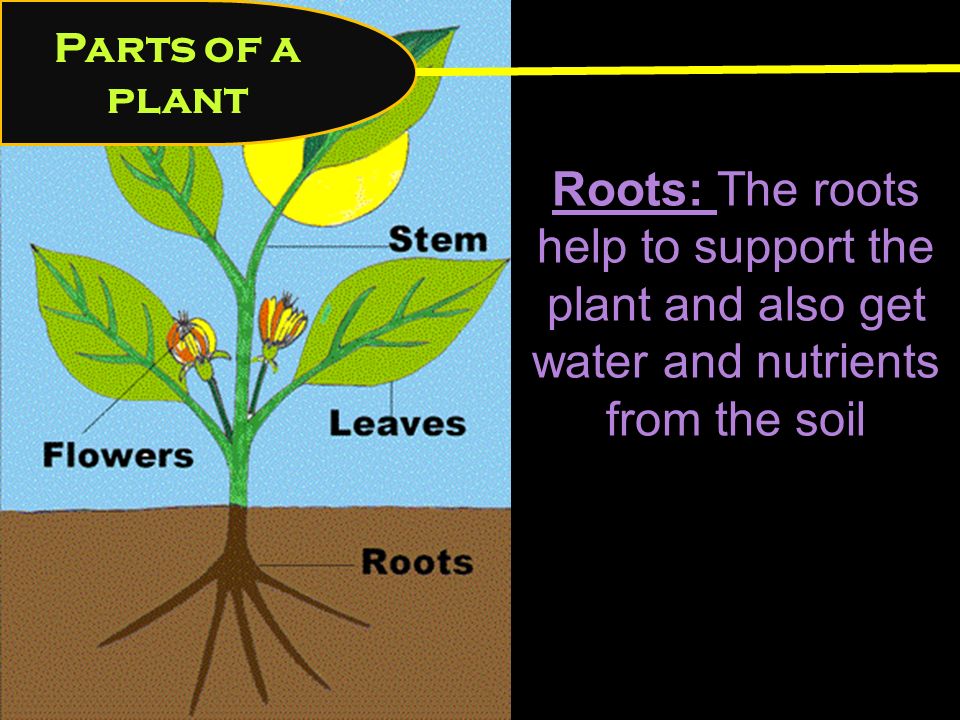 Parts of a plant Roots: The roots help to support the plant and also get water and nutrients from the soil