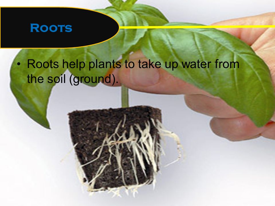 Roots help plants to take up water from the soil (ground). Roots