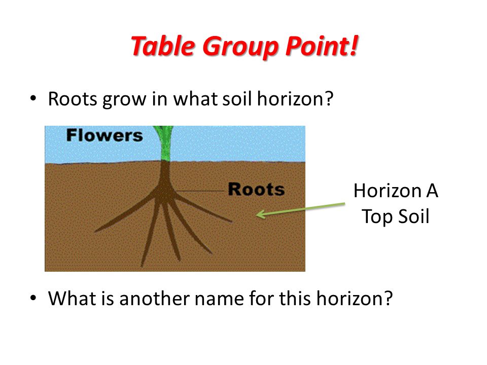 Table Group Point. Roots grow in what soil horizon.