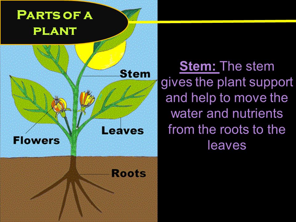 Parts of a plant Stem: The stem gives the plant support and help to move the water and nutrients from the roots to the leaves