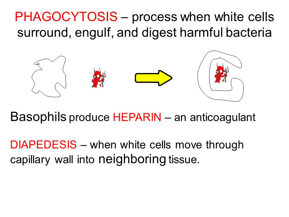 PHAGOCYTOSIS – process when white cells surround, engulf, and digest harmful bacteria Basophils produce HEPARIN – an anticoagulant DIAPEDESIS – when white cells move through capillary wall into neighboring tissue.