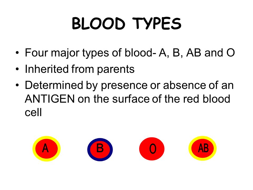 BLOOD TYPES Four major types of blood- A, B, AB and O Inherited from parents Determined by presence or absence of an ANTIGEN on the surface of the red blood cell
