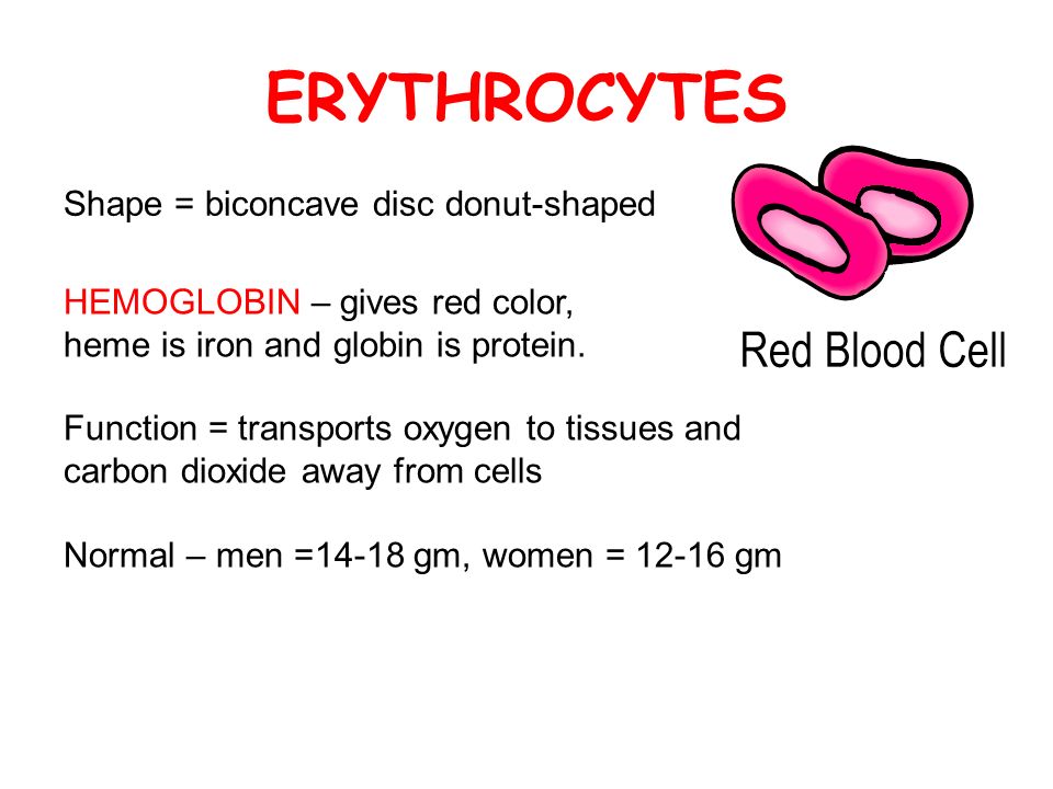ERYTHROCYTES Shape = biconcave disc donut-shaped HEMOGLOBIN – gives red color, heme is iron and globin is protein.
