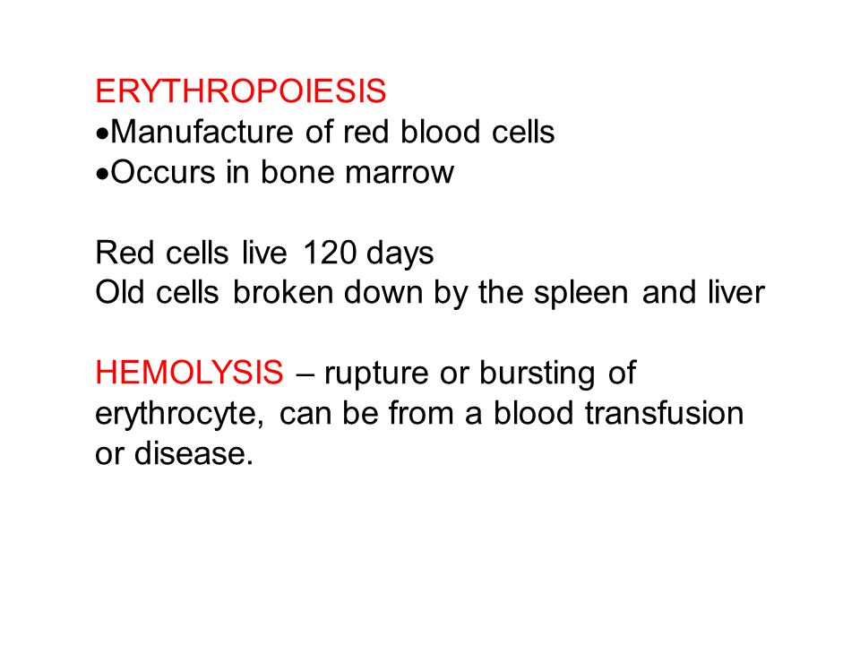 ERYTHROPOIESIS  Manufacture of red blood cells  Occurs in bone marrow Red cells live 120 days Old cells broken down by the spleen and liver HEMOLYSIS – rupture or bursting of erythrocyte, can be from a blood transfusion or disease.