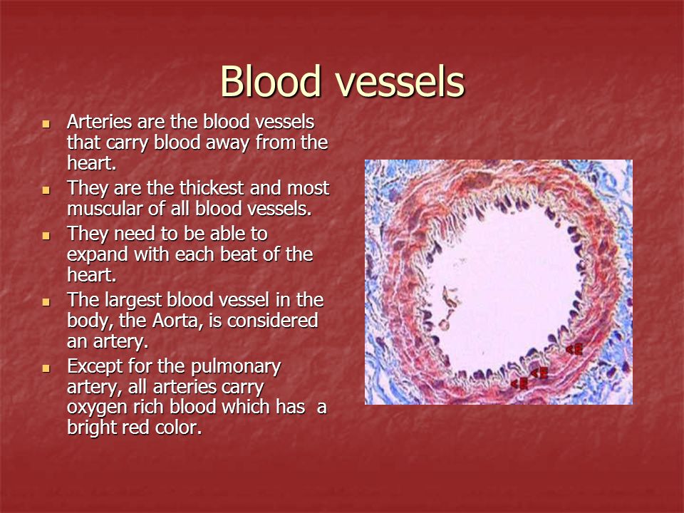 Blood vessels Arteries are the blood vessels that carry blood away from the heart.