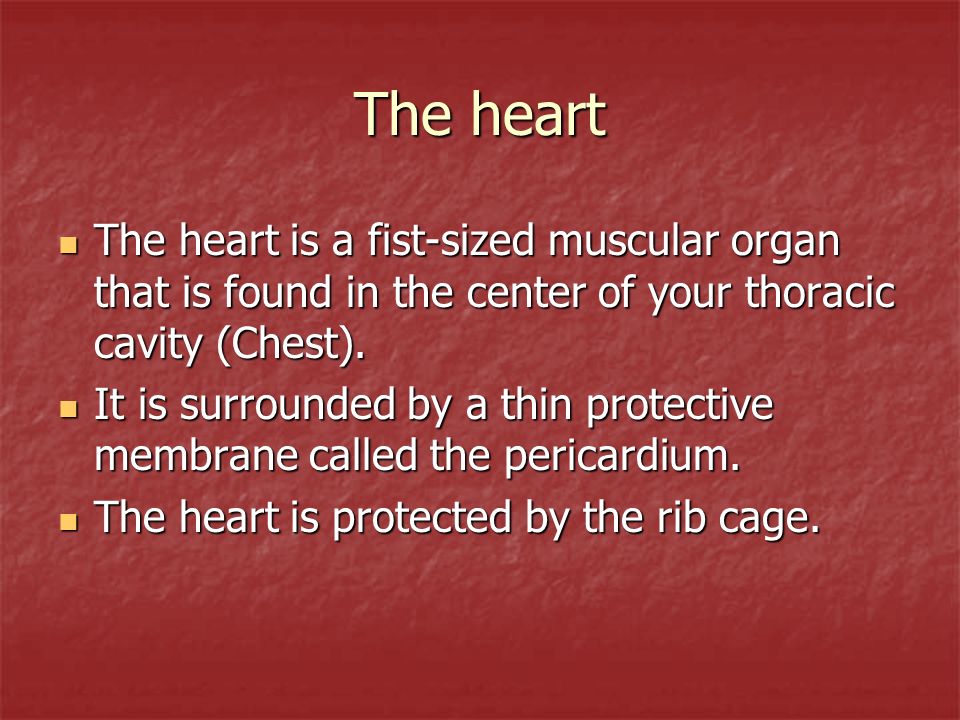 The heart The heart is a fist-sized muscular organ that is found in the center of your thoracic cavity (Chest).