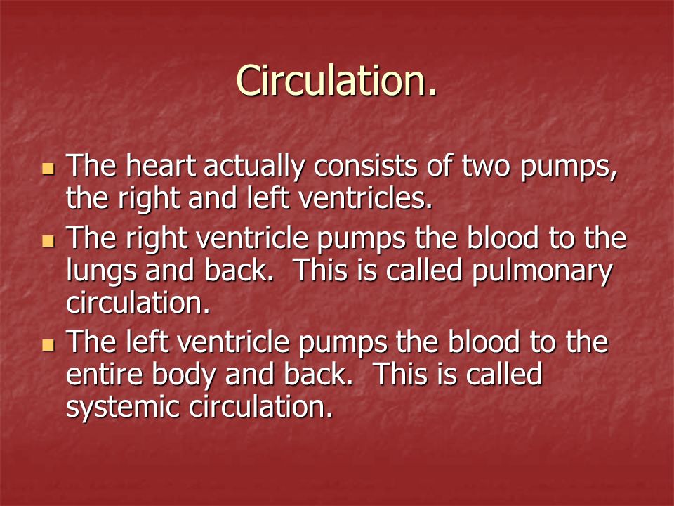 Circulation. The heart actually consists of two pumps, the right and left ventricles.