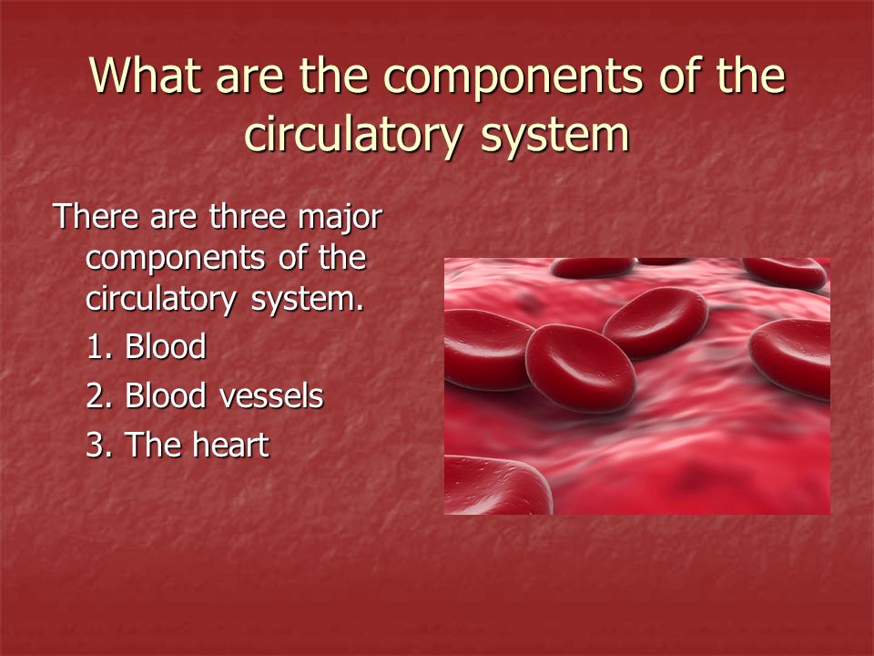 What are the components of the circulatory system There are three major components of the circulatory system.
