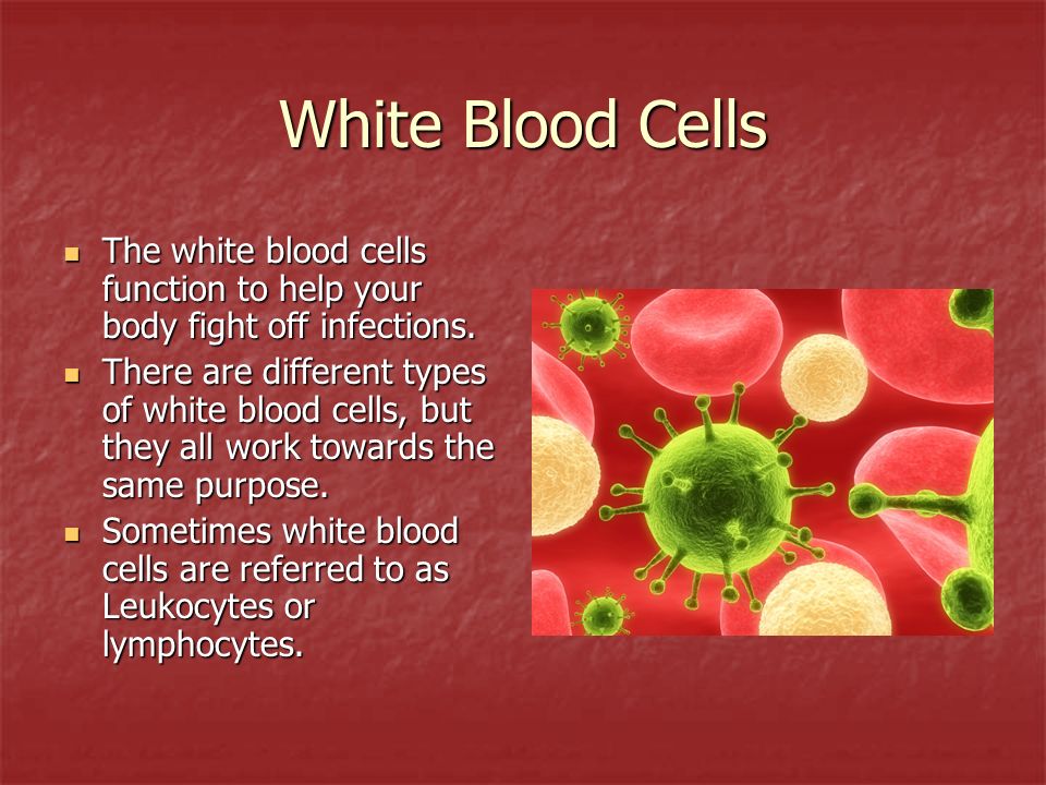 White Blood Cells The white blood cells function to help your body fight off infections.
