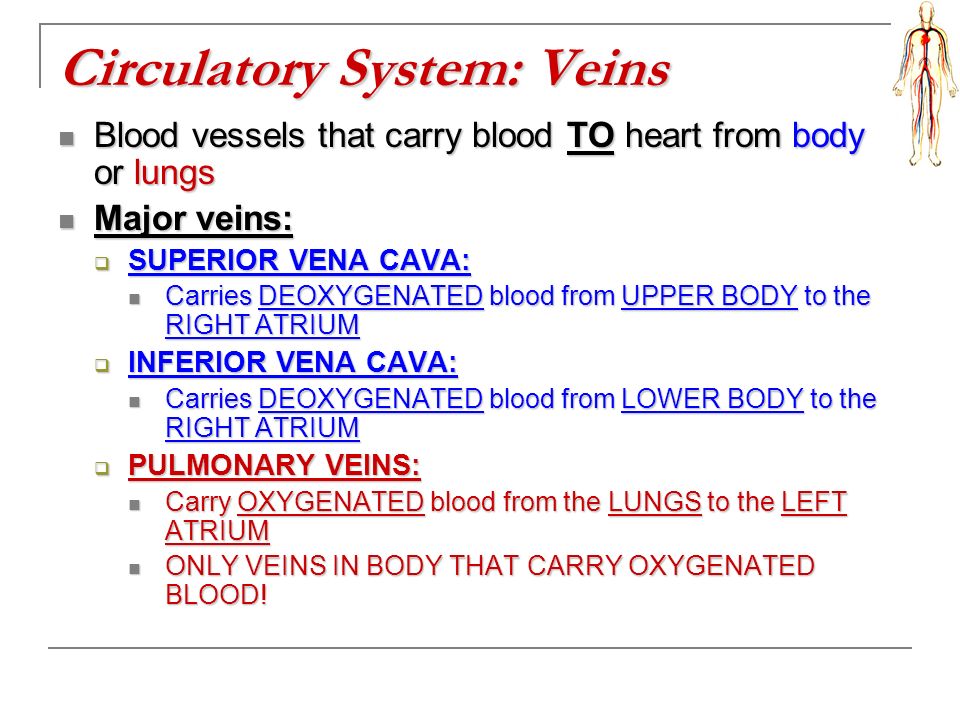Circulatory System: Veins Blood vessels that carry blood TO heart from body or lungs Blood vessels that carry blood TO heart from body or lungs Major veins: Major veins:  SUPERIOR VENA CAVA: Carries DEOXYGENATED blood from UPPER BODY to the RIGHT ATRIUM Carries DEOXYGENATED blood from UPPER BODY to the RIGHT ATRIUM  INFERIOR VENA CAVA: Carries DEOXYGENATED blood from LOWER BODY to the RIGHT ATRIUM Carries DEOXYGENATED blood from LOWER BODY to the RIGHT ATRIUM  PULMONARY VEINS: Carry OXYGENATED blood from the LUNGS to the LEFT ATRIUM Carry OXYGENATED blood from the LUNGS to the LEFT ATRIUM ONLY VEINS IN BODY THAT CARRY OXYGENATED BLOOD.
