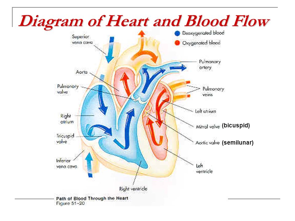 Diagram of Heart and Blood Flow (bicuspid) (semilunar)