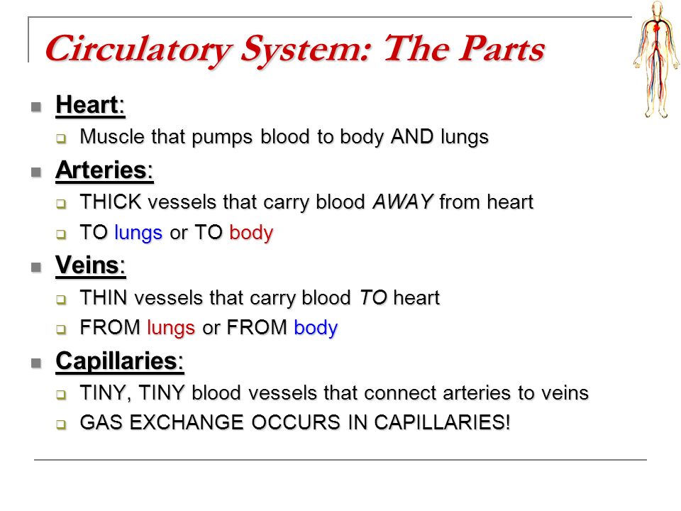 Circulatory System: The Parts Heart: Heart:  Muscle that pumps blood to body AND lungs Arteries: Arteries:  THICK vessels that carry blood AWAY from heart  TO lungs or TO body Veins: Veins:  THIN vessels that carry blood TO heart  FROM lungs or FROM body Capillaries: Capillaries:  TINY, TINY blood vessels that connect arteries to veins  GAS EXCHANGE OCCURS IN CAPILLARIES!