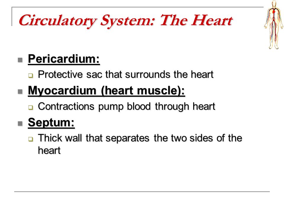 Circulatory System: The Heart Pericardium: Pericardium:  Protective sac that surrounds the heart Myocardium (heart muscle): Myocardium (heart muscle):  Contractions pump blood through heart Septum: Septum:  Thick wall that separates the two sides of the heart