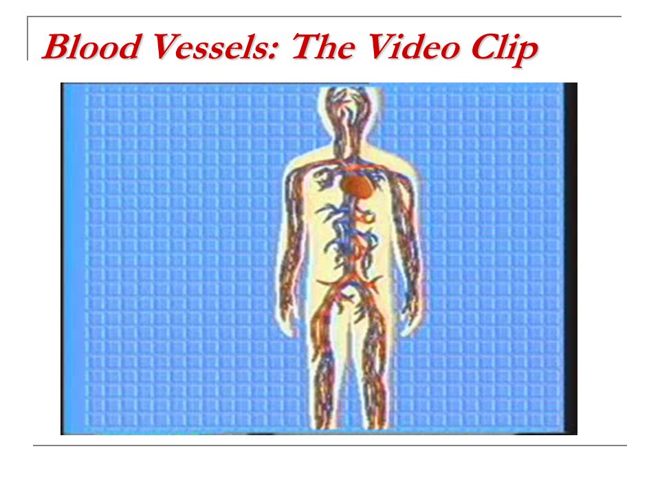 Blood Vessels: The Video Clip