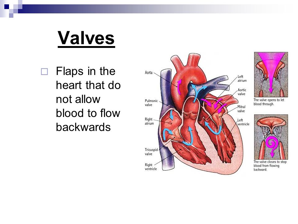 Valves  Flaps in the heart that do not allow blood to flow backwards