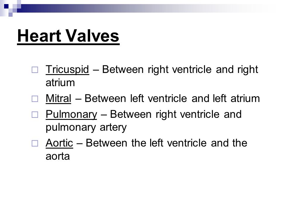 Heart Valves  Tricuspid – Between right ventricle and right atrium  Mitral – Between left ventricle and left atrium  Pulmonary – Between right ventricle and pulmonary artery  Aortic – Between the left ventricle and the aorta