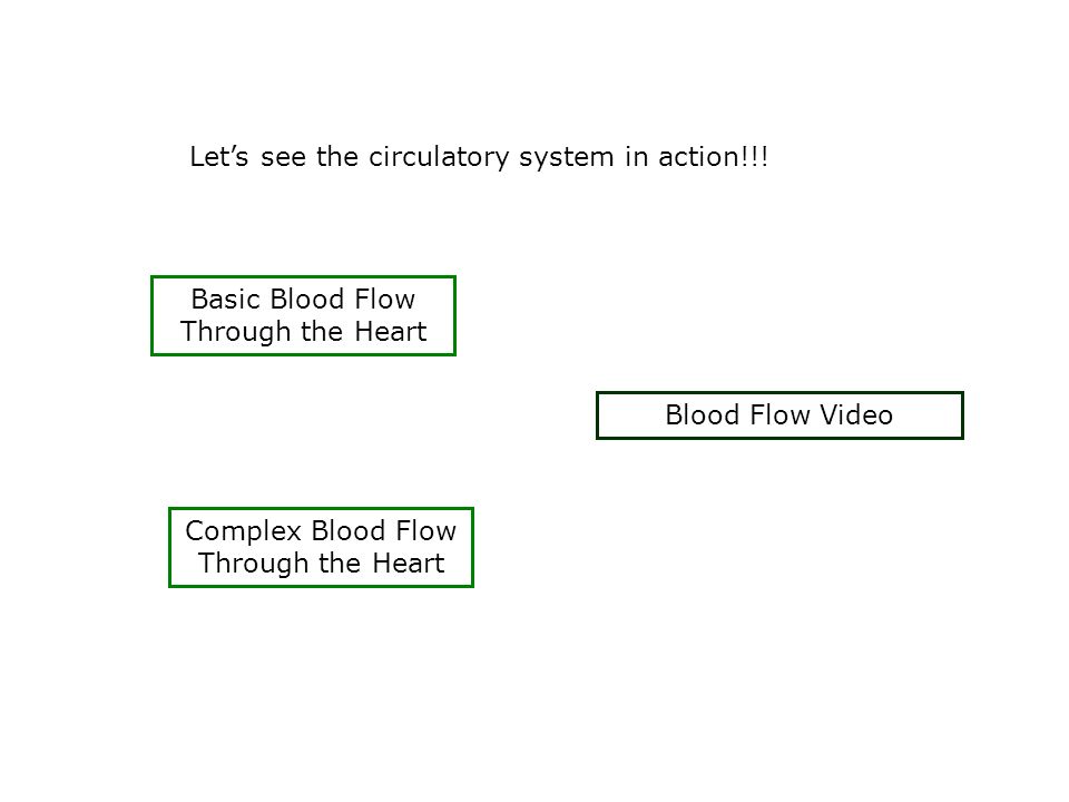 Let’s see the circulatory system in action!!.