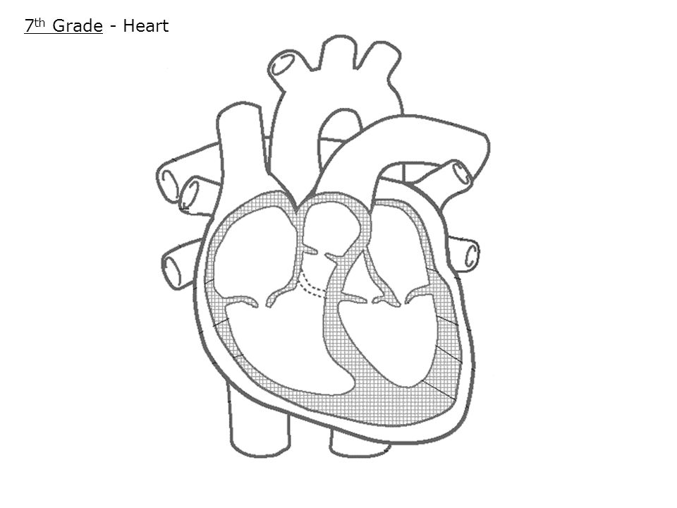 7 th Grade - Heart