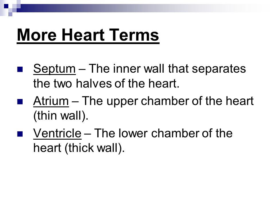 More Heart Terms Septum – The inner wall that separates the two halves of the heart.