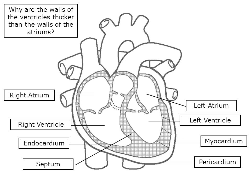 Pericardium Myocardium Endocardium Septum Left Ventricle Right Ventricle Right Atrium Left Atrium Why are the walls of the ventricles thicker than the walls of the atriums