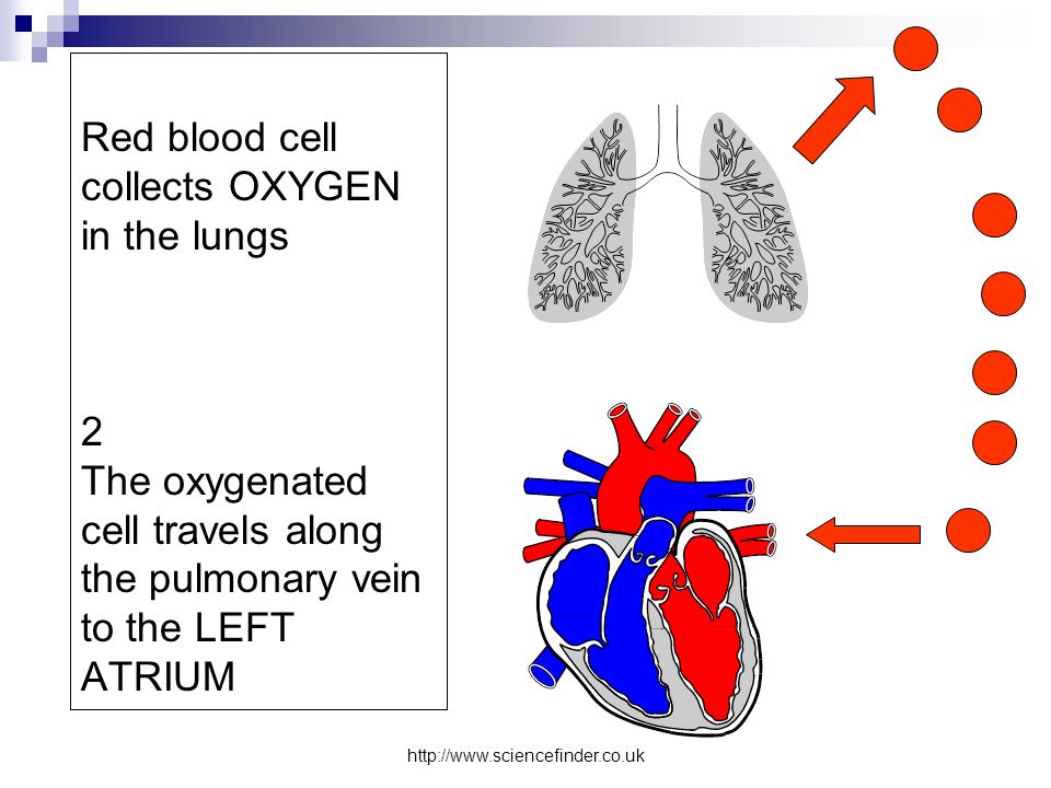 Red blood cell collects OXYGEN in the lungs 2 The oxygenated cell travels along the pulmonary vein to the LEFT ATRIUM