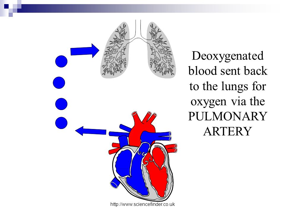Deoxygenated blood sent back to the lungs for oxygen via the PULMONARY ARTERY