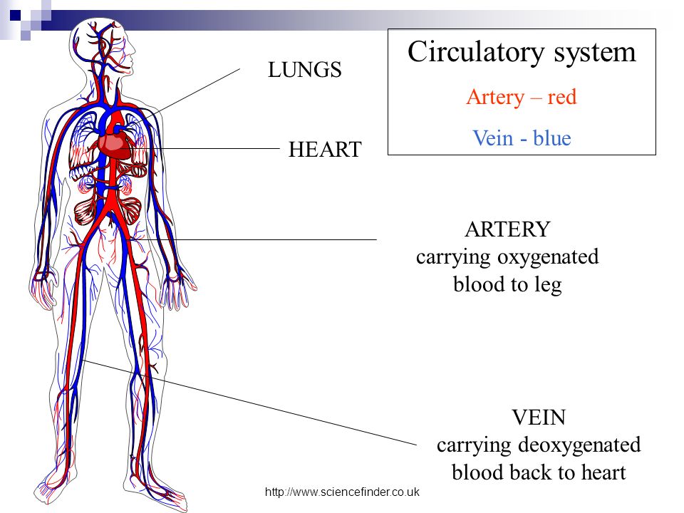 HEART LUNGS VEIN carrying deoxygenated blood back to heart ARTERY carrying oxygenated blood to leg Circulatory system Artery – red Vein - blue