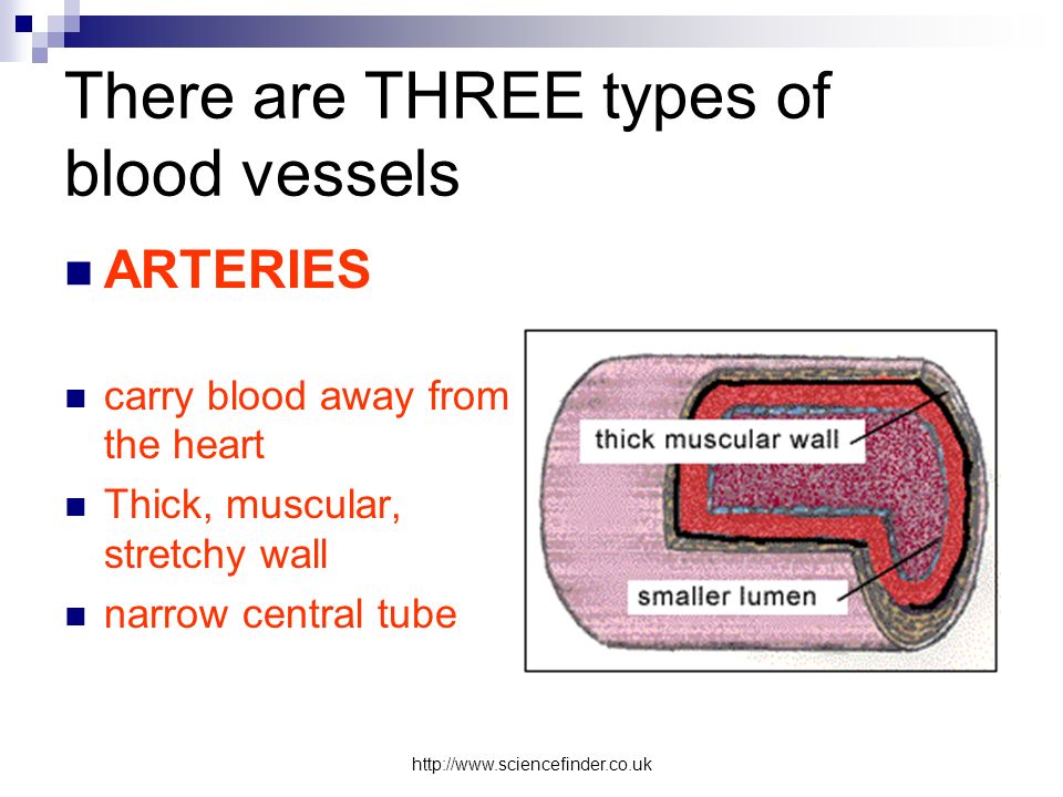 There are THREE types of blood vessels ARTERIES carry blood away from the heart Thick, muscular, stretchy wall narrow central tube