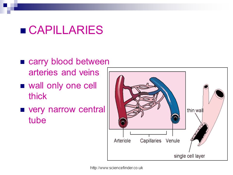 CAPILLARIES carry blood between arteries and veins wall only one cell thick very narrow central tube
