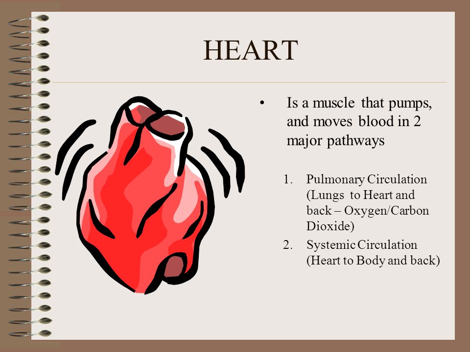 Parts of the Circulatory System Heart Blood Vessels Blood