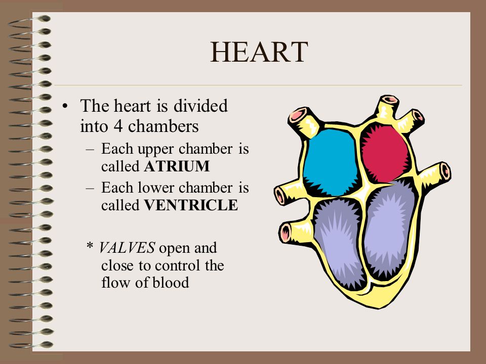 HEART Is a muscle that pumps, and moves blood in 2 major pathways 1.Pulmonary Circulation (Lungs to Heart and back – Oxygen/Carbon Dioxide) 2.Systemic Circulation (Heart to Body and back)